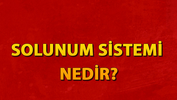 Solunum sistemi nedir? Solunum sistemi organları ve hastalık
