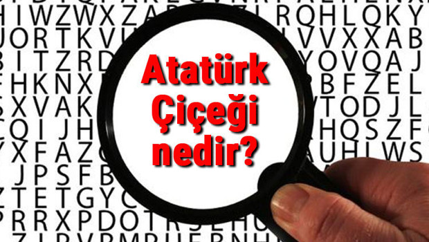 Atatürk Çiçeği nedir? Atatürk Çiçeği nasıl bakılır ve çoğaltılır? Atatürk Çiçeği bakımı, çeşitleri ve hastalıkları