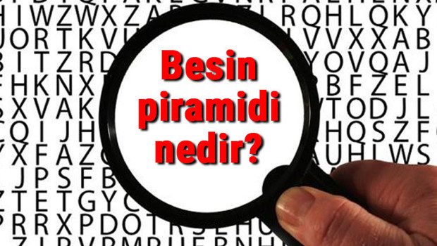 Besin piramidi nedir? Besin piramidi özellikleri ve hayvanlar