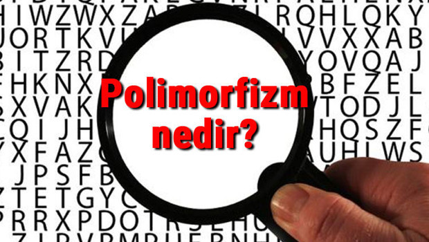 Polimorfizm nedir? Polimorfizm (çok biçimlilik) hakkında bilgi