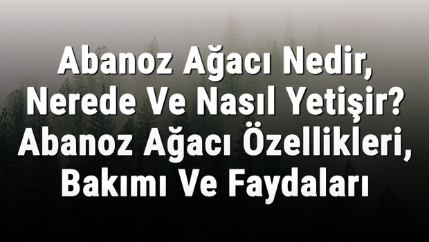 Abanoz Ağacı Nedir, Nerede Ve Nasıl Yetişir? Abanoz Ağacı Özellikleri, Bakımı Ve Faydaları Hakkında Bilgi