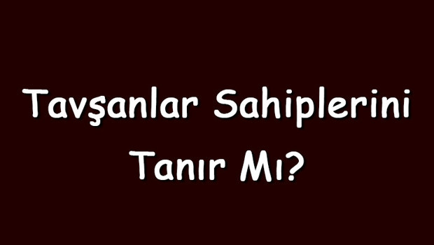 Tavşanlar sahiplerini tanır mı ve unutur mu? Tavşanlar sahiplerine nasıl alışır ve yalar?