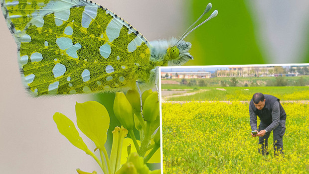 Diyarbakır'da kelebek göçü başladı