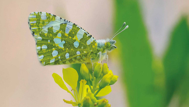 Kelebek göçü başladı