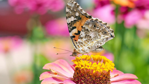 Başkentin kelebekleri