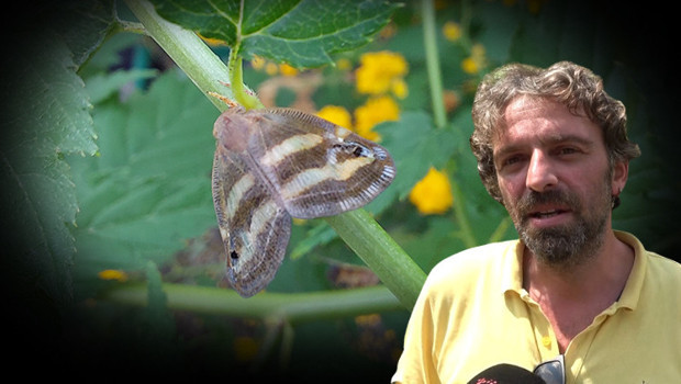 'Aslında tropikal bölgede yaşamını süren bir tür...' Vampir kelebek' Doğu Karadeniz'de yine ortaya çıktı! İşte nedeni
