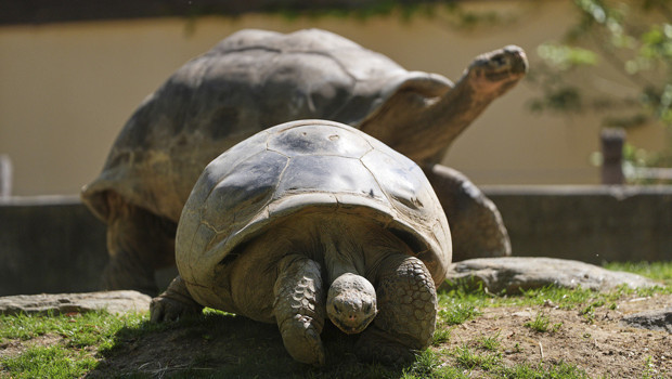97 yaşında anne oldu, dünya rekoru kırdı! Kritik dönüm noktası | Neden bu kadar önemli?