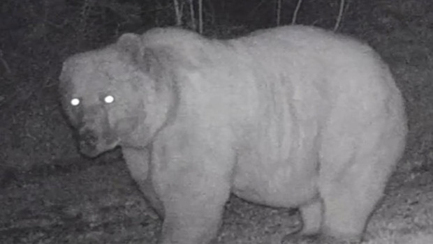 Küre Dağlarındaki fotokapana yansıdı: Ormanda kulağı olmayan bir dev