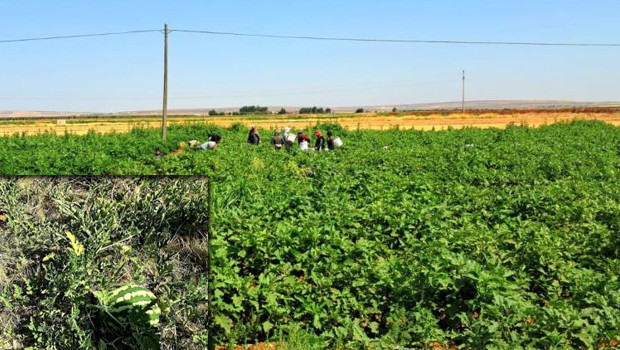 Kilis'te yoldan geçenler için ekti! Ücretsiz herkes alabiliyor