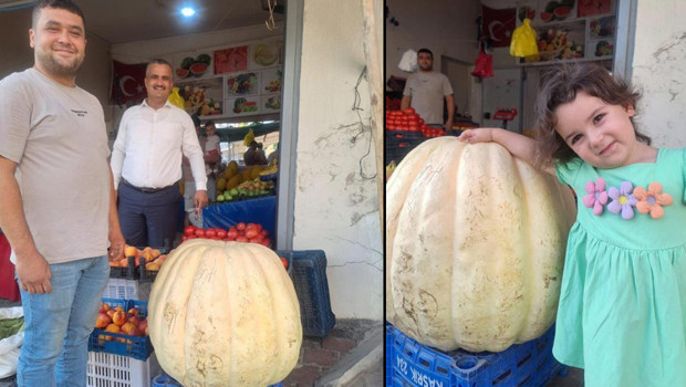 Manisalı çiftçi yetiştirdi! Görenlerin dikkatini çekti