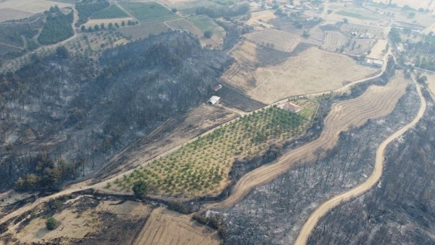 Orman yandı ceviz bahçesi yanmadı! Görenler hayrete düştü