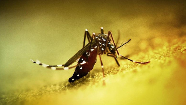 Çin'de üçüncü seviye acil durum: Chikungunya virüsü yayılıyor