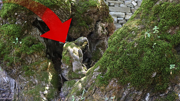 Erzurumdaki 300 yıllık ağaçta şok görüntü Mahalleli olarak her baktığımızda şaşırıyoruz