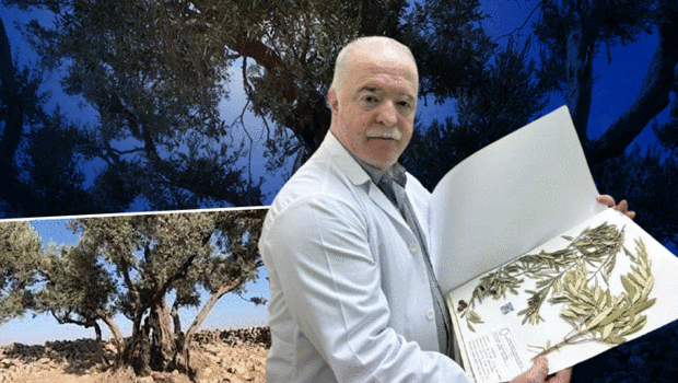 Nuh'un Gemisi nerede? Zeytin ağacından gelen delil... 'Hem kutsal metinler hem de bilimsel veriler destekliyor'