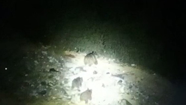 Yavrularıyla birlikte yola indi, görenler kayda aldı