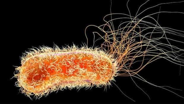 Almanya'da E. Coli salgını alarmı, yüzlerce vaka tespit edildi