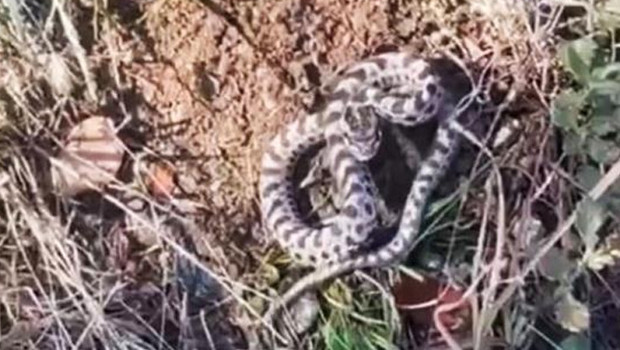 Dünyanın en zehirlisi... Karabük'te mantar ararken karşılaştı