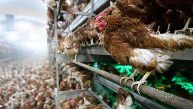 Almanya'da kuş gribi alarmı… 400 bin fazla hayvan itlaf edildi
