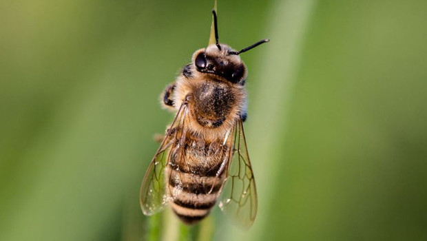 Yeni tür bir arı keşfedildi: Şeytan arısı