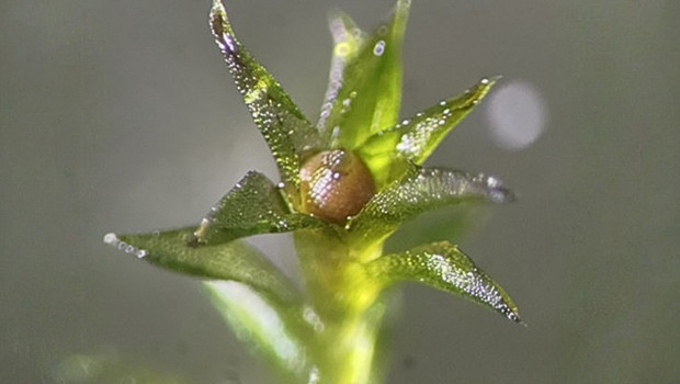 Bu yosun uzayda 9 ay hayatta kaldı