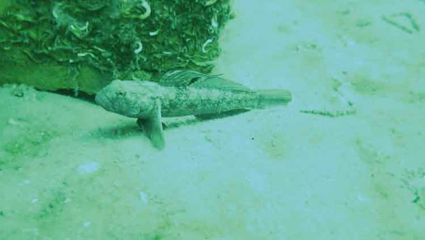 Deniz altında sevindiren artış