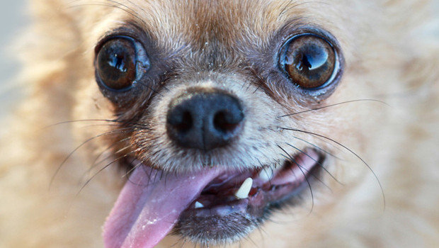 Köpeğinizde kurt geni olabilir