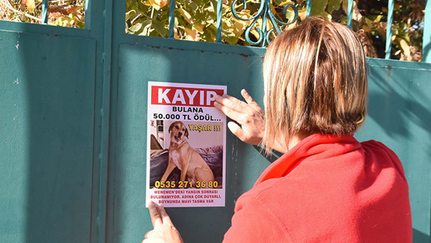 Arkadaşının evinde çıkan yangında köpeği kayboldu: Bulana ödül verecek