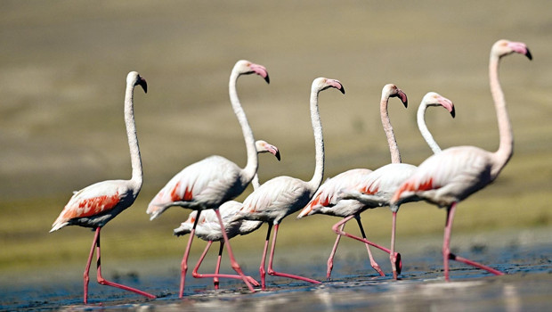 Van Gölü’nün ‘kalıcı’ misafirleri