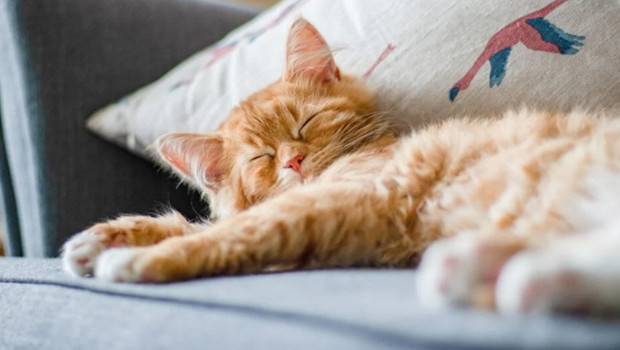 Evcil kedilerin sırrı çözülüyor mu?