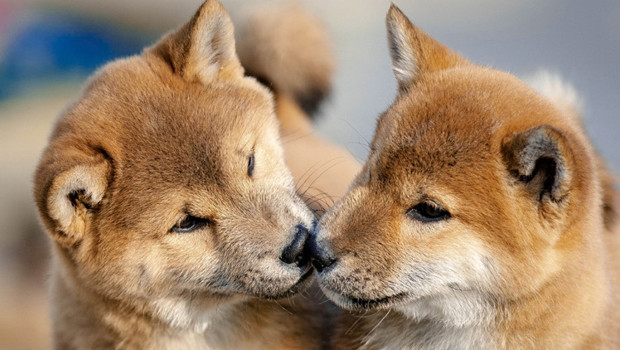 Evcil hayvan klonlama modası büyük riskler taşıyor