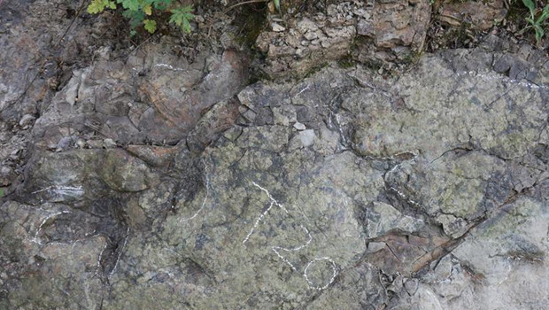 Çin'de 200 milyon yıllık dinozor ayak izleri keşfedildi