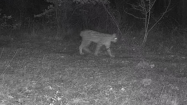 Karabük'te ilginç göründü: Ormanda birlikte dolaşırlarken fotokapana yansıdılar