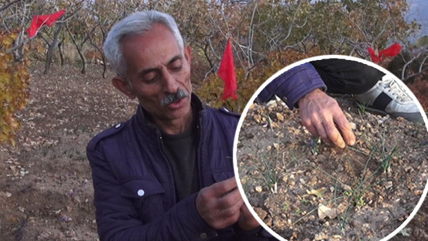 Dünyanın en pahalı bitkilerinden biri: Batmanlı çiftçi fıstığa alternatif olarak denedi ve yetiştirmeyi başardı
