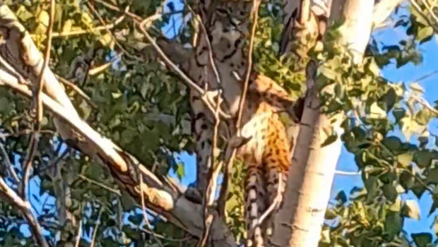 Anadolu parsı, Tunceli kırsalında ağaçta görüntülendi! İşte dikkat çeken fotoğraflar