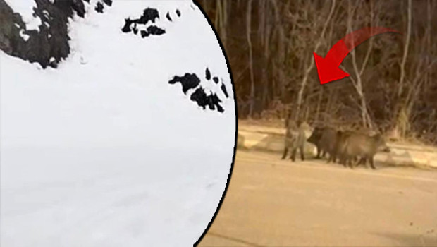 Yoğun kar yağışı sonrası kent merkezine kaçtılar! "Tedbirli olmalıyız"