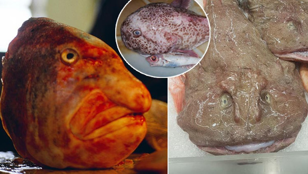 Görenleri şaşkına çevirdi: ‘Dünyanın en çirkin hayvanı’ olarak adlandırılıyor… Onu hayatta tutan ilginç bir özelliği var