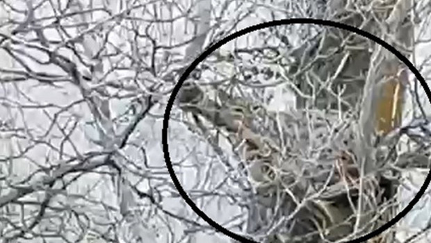 Nesli tükenme tehlikesi altındaki canlı Sivas'ta ağaçta görüntülendi