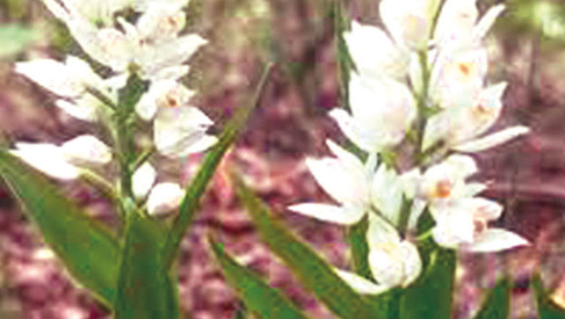 Biyokaçakçılara göz açtırılmadı