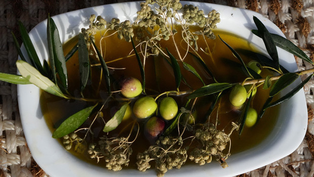 Oleolog Dr. Kıvrak: "Erken ve olgun hasat zeytinyağları farklı içeriklere sahiptir"