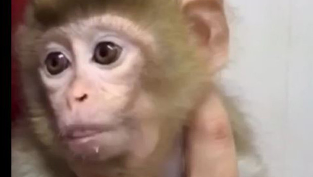 Denetimde yavru makak maymunu ele geçirildi