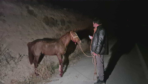 Malatya'da milyonluk yarış tayları çiftlikten kaçtı; 8'i öldü, bazıları kayıp