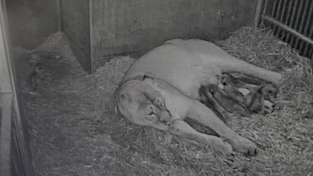Nürnberg Hayvanat Bahçesi'nde aslan altız doğurdu