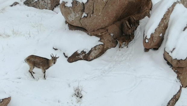 Karla Kaplı Sivas Kayalıklarında Dağ Keçilerinin Eğlenceli Anları!