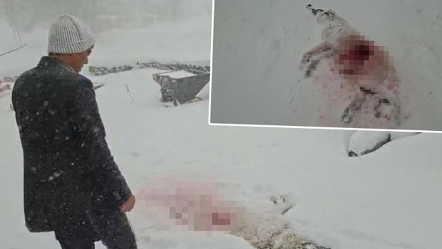 Köyde Kurtların Dehşeti! Aç Kalan Hayvanlar İnsanların Peşinde mi?