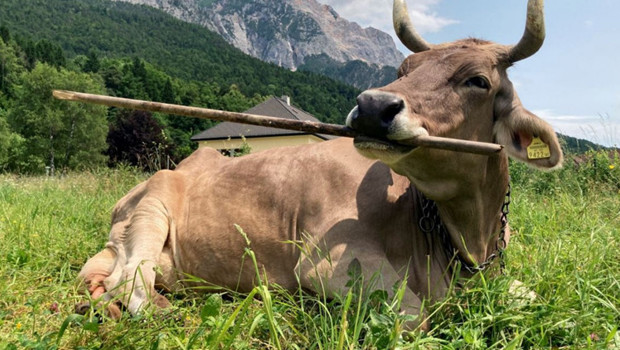 Alet Kullanma Yeteneğiyle Şaşırtan İnek: Veronika Kimdir?