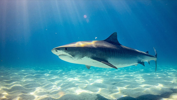 Köpekbalığı dehşet saçtı: 12 yaşındaki çocuk öldü