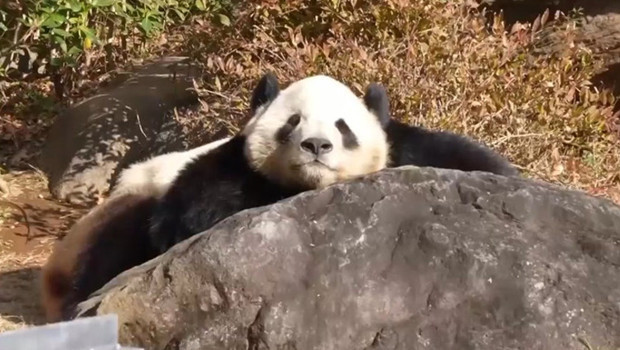 Japonya pandalarına veda ediyor: Binlerce ziyaretçi hayvanat bahçesine akın etti