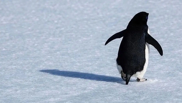 Nihilist penguen olayı nedir, neden gündem oldu, ne anlatıyor Werner Herzogun Sürüden ayrılan penguen belgeseli sosyal medyada yeniden viral oldu Nihilist penguenin hikayesi nedir Nihilist penguen olayı nedir, neden gündem oldu, ne anlatıyor Werner Herzogun Sürüden ayrılan penguen belgeseli sosyal medyada yeniden viral oldu Nihilist penguenin hikayesi nedir