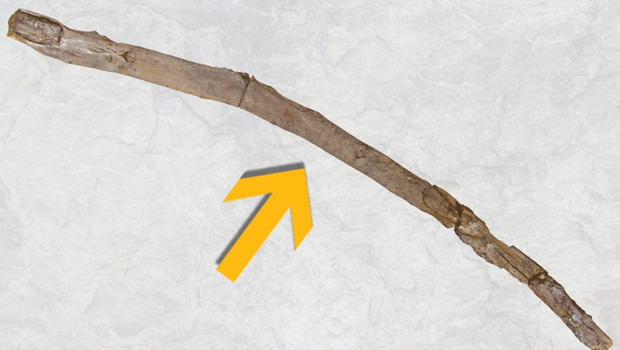 Yunanistan’da 430 bin yıllık ahşap aletler bulundu