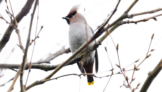 Nadir görülüyor! İstanbul'da ipekkuyruk sürprizi
